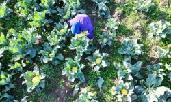 Samsun Lahana Üretiminde Türkiye Birincisi