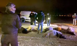 Araç Koyun Sürüsüne Çarptı: 12 Ölü