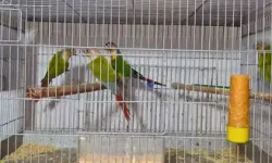 Belgeleri Olmayan 24 Papağan Ele Geçirildi