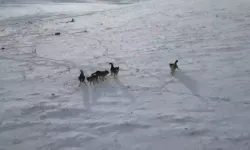 Ardahan’da 5 Kurt Drone ile Görüntülendi