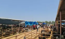 Kadirli’de Canlı Hayvan Pazarı Yeniden Hizmete Açıldı