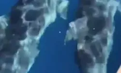 Marmaris Açıklarında Yunus Sürüsü Görüntülendi