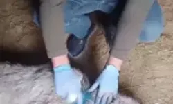 Yaralı Yaban Keçisi Doğaya Bırakıldı