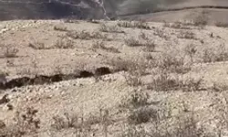 Domuz Sürüsü Köy Yakınlarında Görüntülendi