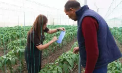 Üreticilere Sera İpi ve Yapışkan Tuzak Desteği