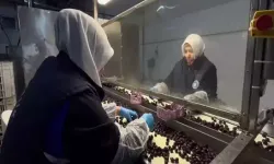 Marmarabirlik’ten Zeytinyağlı Çikolata ve Kozmetik Atağı