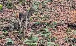 Yedigöller’de Geyikler Cep Telefonuna Yansıdı