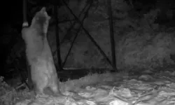 Ayı, Arı Kovanlarına Ulaşmak İçin Direğe Tırmandı