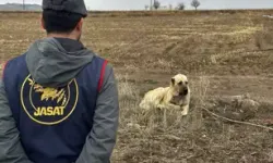 Köpek Dövüştüren 19 Kişi Yakalandı