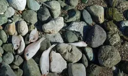 Sahile Vuran Ölü Balıkların Nedeni Kirlilik Değil