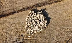 Tedbir Alınmazsa 10 Yıl Sonra Çoban Bulmakta Zorlanacağız