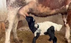 Tokat’ta Annesiz Kalan Kuzuyu İnek Emziriyor