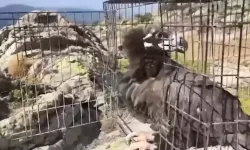 Yaban Hayatına Can Suyu: 132 Hayvan Özgürlüğüne Kavuştu