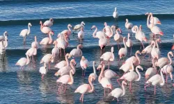 Van Gölü’nde Kış Mucizesi: Flamingolar Gitmedi