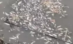 Yeşilırmak’ta Toplu Balık Ölümleri: Ekipler İnceleme Başlattı