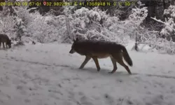 Ormanda Kurt ve Vaşak Kameraya Yansıdı