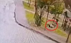 Adana’da Sahipsiz Kurt Köpekleri Kadına Saldırdı