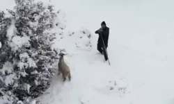 Çoban Drona Tüfek Doğrulttu, Fotoğrafçı Paniğe Kapıldı