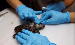 Çeşme’de Yaralı Yavru Caretta Caretta Kurtarıldı