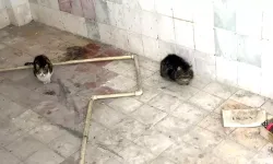 Havalandırma Boşluğuna Düşen 2 Kedi Kurtarıldı