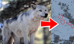 Erbaa’da Kurt Sürüsü Kar Üstünde Görüntülendi!