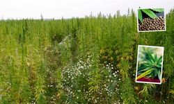 Tokat’ta Kenevir Üretimine İzin Çıktı! Peki Nerede ve Ne Amaçla Kullanılacak?