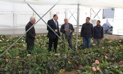 Erbaa Kaymakamı Dr. Remzi Demir, Çiçekçilik Sektöründe Yapılan Yatırımları İnceledi