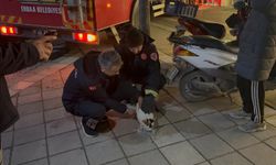Erbaa’da Mahsur Kalan Kedinin İmdadına İtfaiye Yetişti