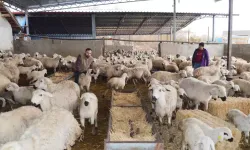 Aksaray’da 1 Milyonluk Rekor: Küçükbaşın Kalbi!