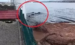 Batman Çayı’nda Yaban Domuzları Sürü Halinde Yüzerek Geçti