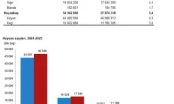 TÜİK: 2025’te Büyükbaş ve Küçükbaş Hayvan Sayısı Arttı
