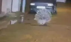 Aydın’da Nesli Tehlikedeki Oklu Kirpi