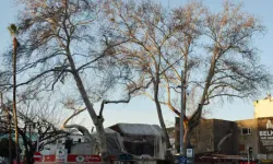 Serik’teki 2 Çınar Anıt Ağaç Olarak Tescillendi