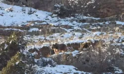 Karla Kaplı Yamaçta Ayı Görüntülendi