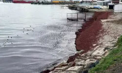 Tekirdağ Sahili Kırmızı Yosunla Kaplandı