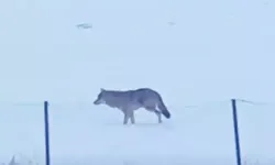 Ardahan’da 3 Ayaklı Kurtun Hayatta Kalma Mücadelesi