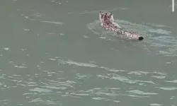 Van’da Vaşak Çaydan Geçerken Görüntülendi