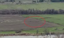 Hevsel Bahçeleri’nde Domuz Sürüsü Tarlalarda Görüntülendi