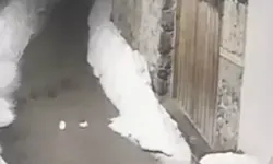 Refahiye’de Vaşak Kamerada Görüntülendi