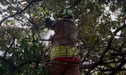 Ağaçta Sıkışan Kedi Dallardan Kurtarıldı