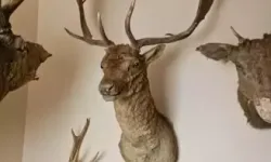 Saray’da Kaçak Tahnit ve Trofeler Ele Geçirildi