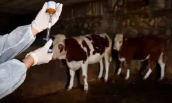 Samsun’da Şap Aşılama Programı Başladı: Cezalar 132 Bin TL