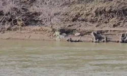 Murat Nehri’nde Tilkinin Balık Avı Kamerada