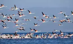 Su Çekilmesi Flamingoların Alanını Değiştirdi