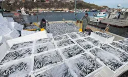 Kıyıköy’de 6 Saatte 30 Ton Hamsi Avı