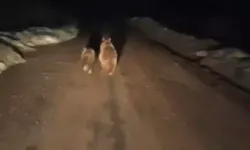 Pervari’de Ayı Ailesi Yolda Görüntülendi