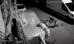 Sokak Köpeklerinin Saldırıları Mahalleliyi Korkuttu