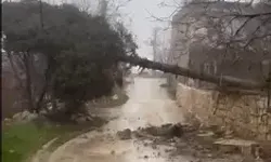 Kuvvetli Rüzgar Ağaçları Devirdi, Yol Trafiğe Kapandı