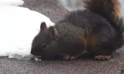 Uludağ’da Kar Keyfi: Susayan Sincap Kamerada