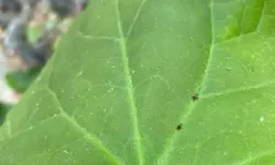 Kaz Dağları’nda Yeni Böcek Türü Keşfedildi